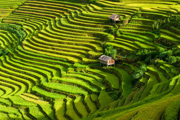 The terraced rice paddy in Mu Cang Chai district of Yen Bai province, north Vietnam.