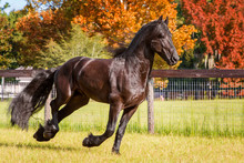 Brown Black Frisian / Friesian Horse Galloping Cantering Running Slowly Swiftly In A Field Meadow Paddock Pasture In Autumn Fall Looking Graceful Elegant Dapper Dashing With Long Mane And Tail