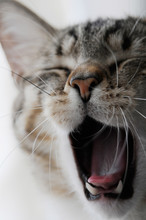 Detail Of Grey Tabby Cat Face Yawning With Eyes Closed.