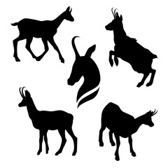 Chamois set vector