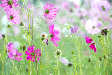 Wall Mural - Beautiful cosmos flower with rain