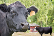 Close Up Of A Black Angus Cow Head And Ears With Tag Looking Curious And Staring In A Field Pasture Paddock By A Red Barn 