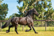 Brown black frisian / friesian horse trotting running moving slowly doing dressage in a field meadow paddock pasture looking graceful elegant beautiful handsome dashing dapper