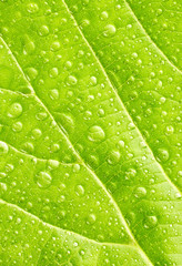 Sticker - Texture of leaf with drops of water