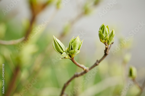 Green buds