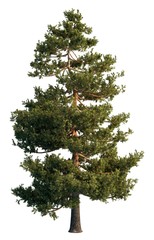 Pine tree isolated on white