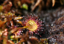 Carnivorous Plant Drosera In A Turf In The Spring