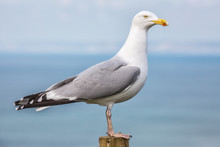A Seagull Pearched On A Post.