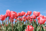 Fototapeta Tulipany - Red tulips against blue sky background