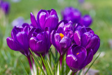 Macro Of Purple Crocus In Spring