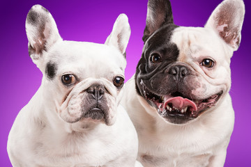 Wall Mural - French bulldogs isolated over purple background