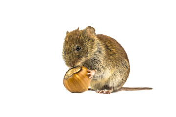 Canvas Print - Vole eating from hazelnut