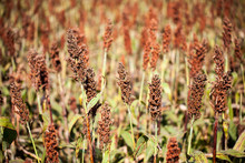 Sorghum Plants In The Field