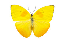Bright Yellow Butterfly Isolated On White Background