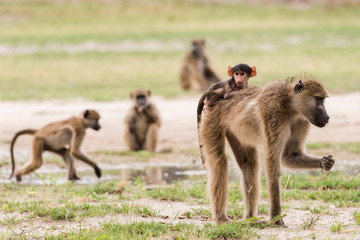 young baby baboon on moms back