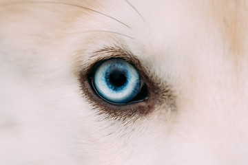 Close Up Of Blue Eye Of Husky Dog Puppy