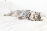Fototapeta Koty - Tired tabby cat resting