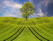 samotne zielone drzewo na zielonym polu na tle błękitnego nieba