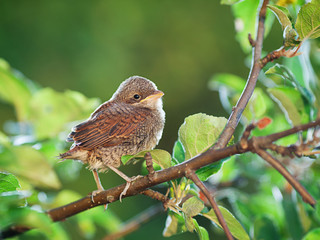 Wall Mural - Baby bird on the branch