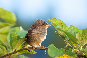 Wall Mural - Baby bird on the branch