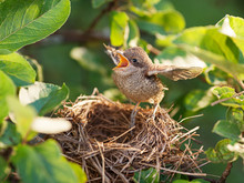Baby Bird In The Nest