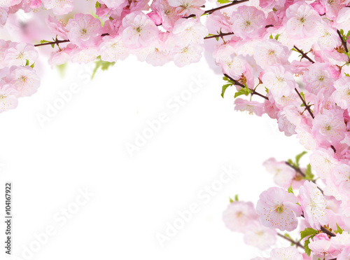 Fototapeta do kuchni Blossoming white tree Flowers