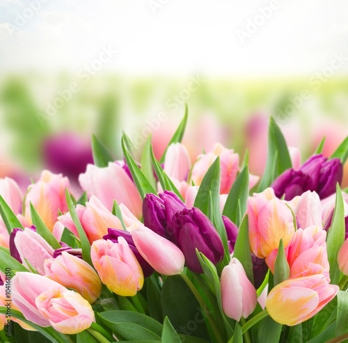 Naklejka nad blat kuchenny field of pink and violet tulips