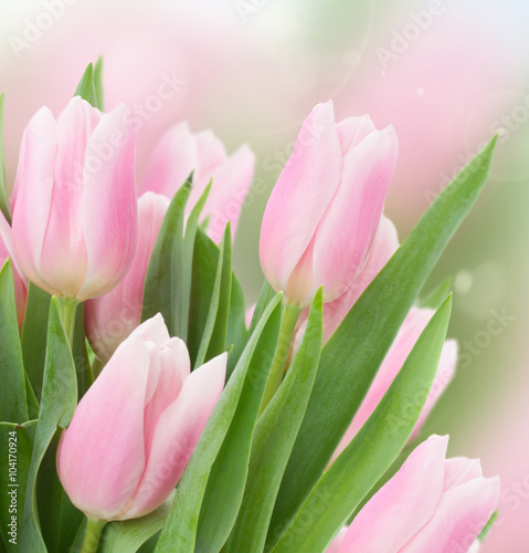 Naklejka dekoracyjna close up of pink tulips