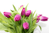 Fototapeta Tulipany - Tulips flowers with drops of dew closeup
