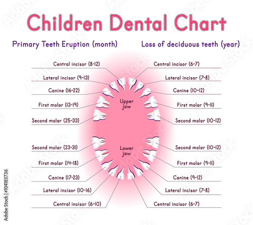 toddler teeth growth chart - Part.tscoreks.org