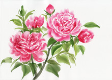 Pink Rose Bush Original Watercolor Painting On White Background