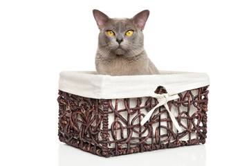 Sticker - Burmese cat in basket on white