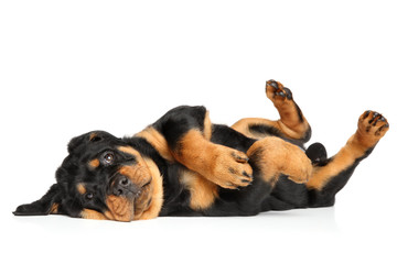 Wall Mural - Rottweiler puppy resting in front of white