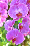 Fototapeta Storczyk - Colorful of orchid in garden