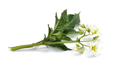 White flowers on a potato plant isolated on white background