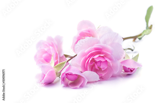 Plakat na zamówienie Pink rose flowers isolated on white background