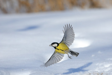 Wall Mural - Flying Great Tit with a seed above the snowdrift