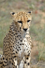 Wall Mural - africa. namibia. cheetah