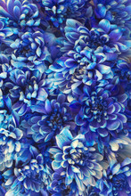 Flowers Background With Many Blue Chrysanthemums
