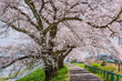 Cherry blossoms at The Hitome Senbon Sakura view along the Shiro