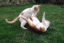 Two Young Cats Brothers Playing In A Grass