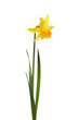 Single Daffodil flower
