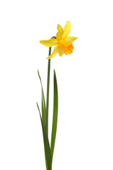 Wall Mural - Single Daffodil flower