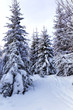 © Art Event - Spruce forest in winter. Winter landscape