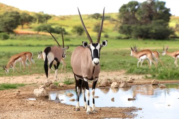 oryx near a waterhole at kgalagadi transfrontier park south africa