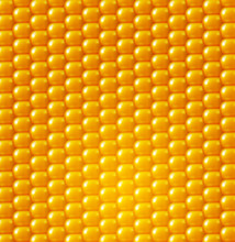 Vector Background. Yellow Corn