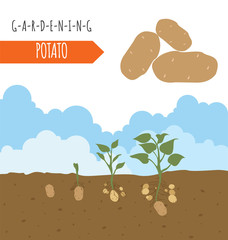 Sticker - Gardening work, farming infographic. Garlic. Graphic template