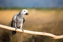  African Grey Parrot