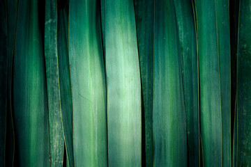 Fond composé de grandes feuilles d'agave vertes alignées verticalement avec un centre plus clair