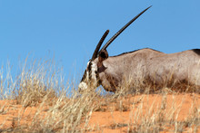 Gemsbok, Oryx Gazella
